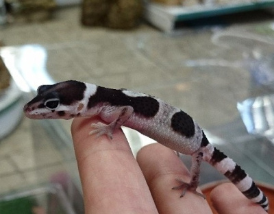 Эублефар пятнистый (Eublepharis macularius) Mack Snow Radar